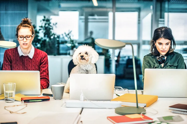 Petlove: o programa foi desenvolvido pelos estagiários que já fazem parte da empresa (Maskot/Getty Images)