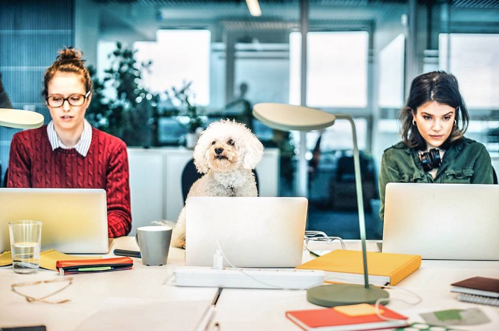 Startup Zak abre 50 vagas de emprego e permite levar pet ao escritório