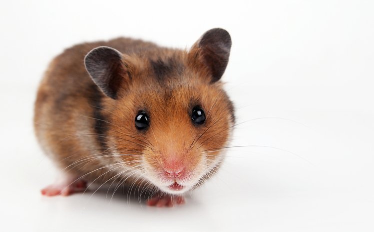 Hamster: teste com o animal revela que o uso da máscara reduz a propagação do coronavírus (retales botijero/Getty Images)
