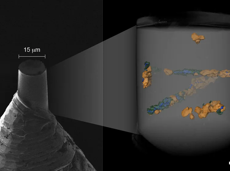 MIcrofóssil: microrganismo de 1,9 bilhão de anos atrás foi reconstruído em 3D  (CNPEM/Divulgação)