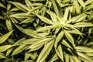 Ações de cannabis avançam após Trump divulgar vídeo sobre uso medicinal do CBD para idosos