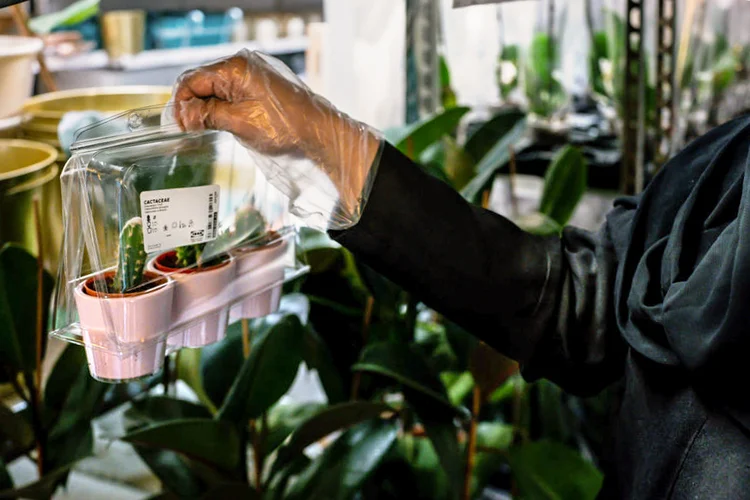 Plantas: item foi um dos que mais cresceram em pedidos online no acumulado de março e abril (Tasneem Alsultan/Bloomberg via Getty Images/Getty Images)