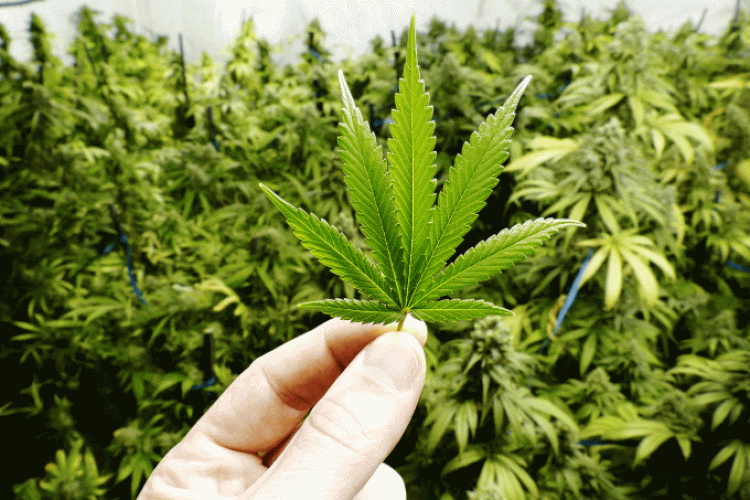 Cannabis: novo texto também foi criticado por associações médicas e do poder Judiciário (OpenRangeStock/Getty Images)