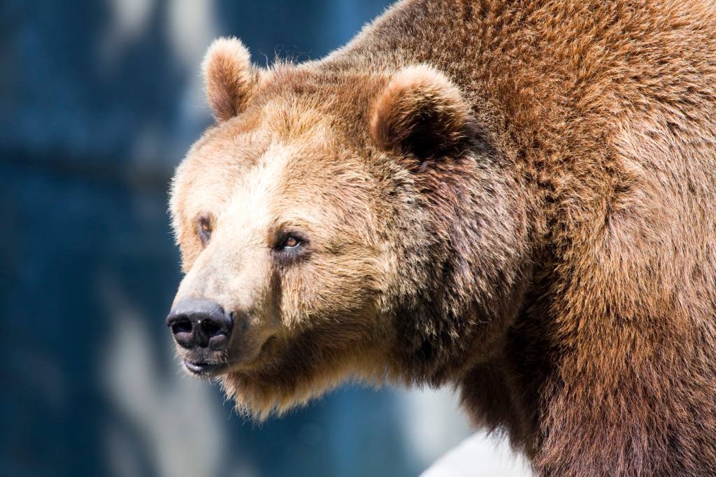 Sem máscara contra covid-19, jovem luta com urso e é multado em R$ 40 mil
