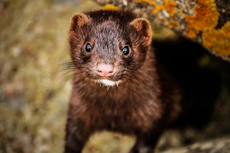 Visons: animais podem ser possíveis transmissores do novo coronavírus (Getty Images/Reprodução)