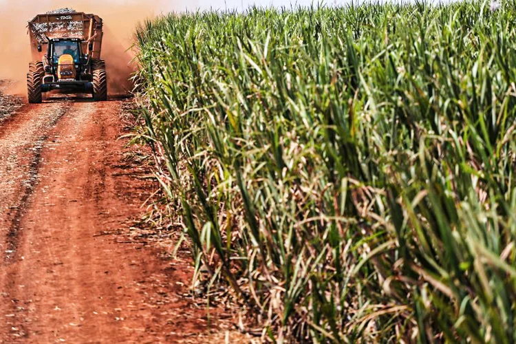 Lavoura de cana-de-açúcar: BP administra 11 usinas no Brasil junto com a Bunge (Nacho Doce/Reuters)