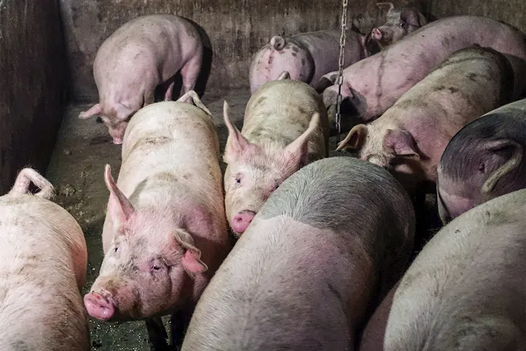 Porcos: testes clínicos foram aprovados em março e estão em andamento desde então em 3 mil porcos (Ryan Woo/Reuters)
