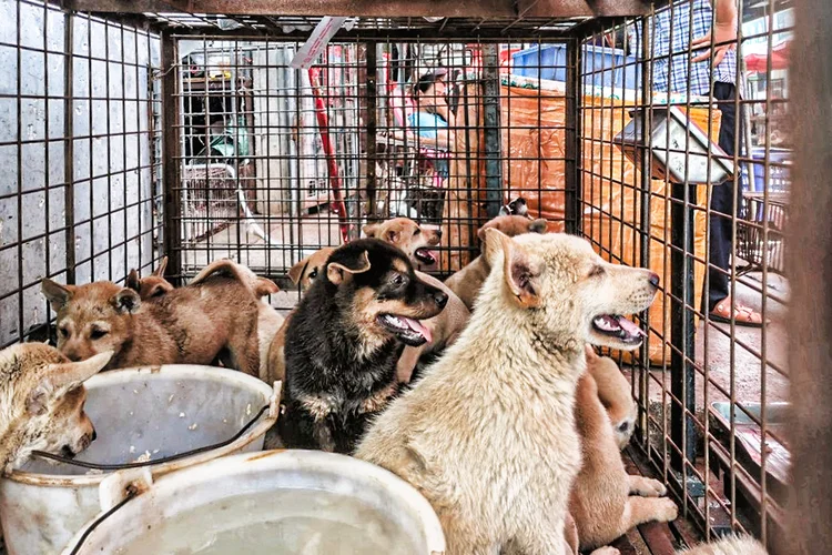 Filhotes de cachorro em gaiola em mercado de Yulin: feira anual dura dez dias (Humane Society International/Reuters)