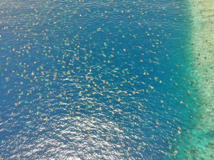 Colônia com 64 mil tartarugas é registrada por drone no mar da Austrália; veja vídeo (Great Barrier Reef Foundation/AFP)