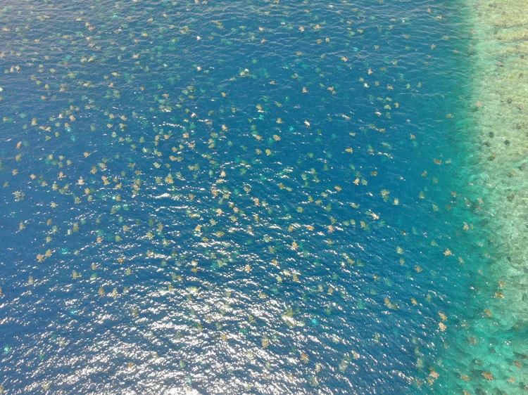 Colônia com 64 mil tartarugas é registrada por drone no mar da Austrália; veja vídeo (Great Barrier Reef Foundation/AFP)