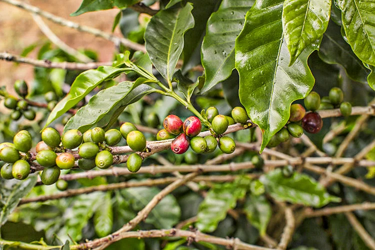 Arabica coffee cherries are seen on a plant at a plantation in Guaxup, Minas Gerais state, Brazil, on Tuesday, Feb. 27, 2018. Brazil is the world's biggest grower and exporter of the highly-prized arabica beans. Growers in Minas Gerais are optimistic for the 2018 season, as most trees enter what's typically the higher-yielding half of a biennial crop cycle. Photographer: Rodrigo Capote/Bloomberg via Getty Images  (Rodrigo Capote/Bloomberg/Getty Images)