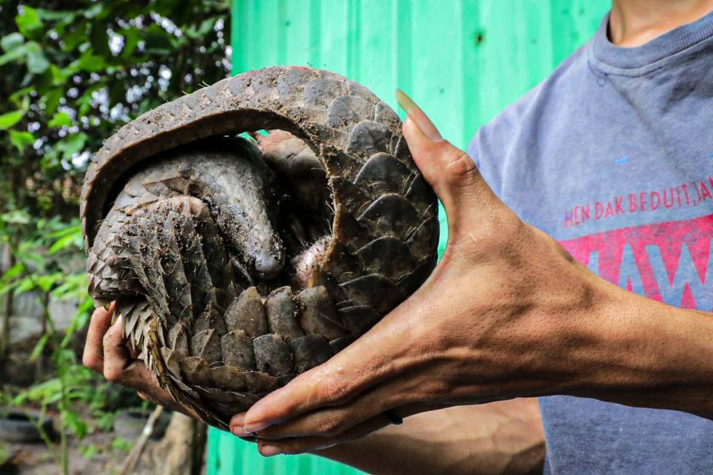 China deixa de usar na medicina animal suspeito de transmitir covid-19