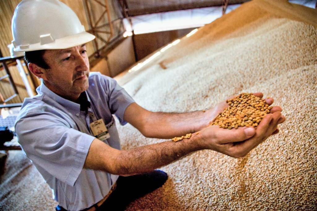 Milho: Conab manteve a projeção de exportação de milho no ciclo atual em 34,5 milhões de toneladas, ante recorde na temporada anterior de 41 milhões (Pictures Ltd./Corbis/Getty Images)