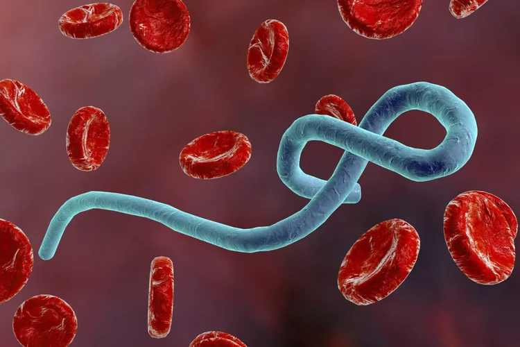 Ebola:  vírus causa febre hemorrágica com alta letalidade para humanos (Getty Images/Getty Images)