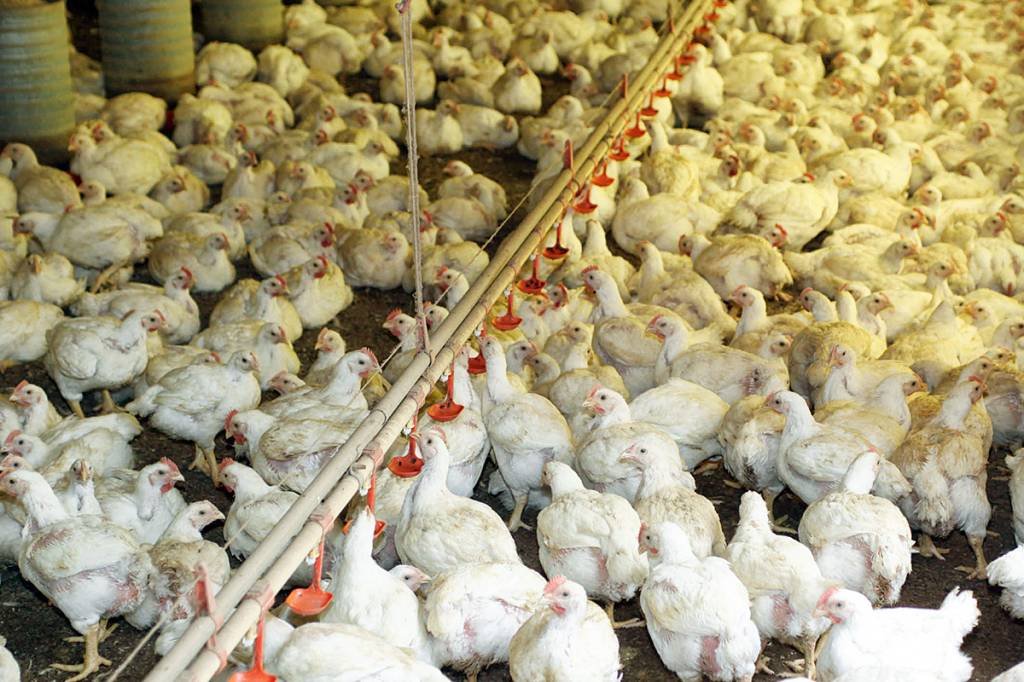 Gripe aviária: Brasil lidera exportação de carne de frango e redobra cuidados sanitários