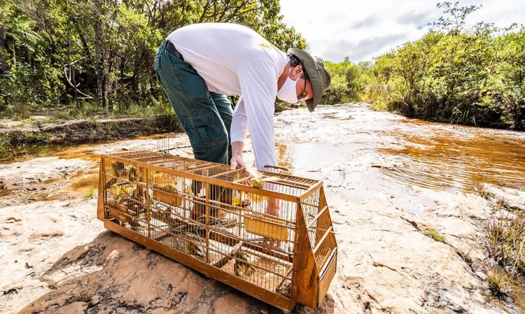 Animais: Ibama devolve à natureza 248 pássaros vítimas do tráfico (Ministério do Meio Ambiente/Divulgação)