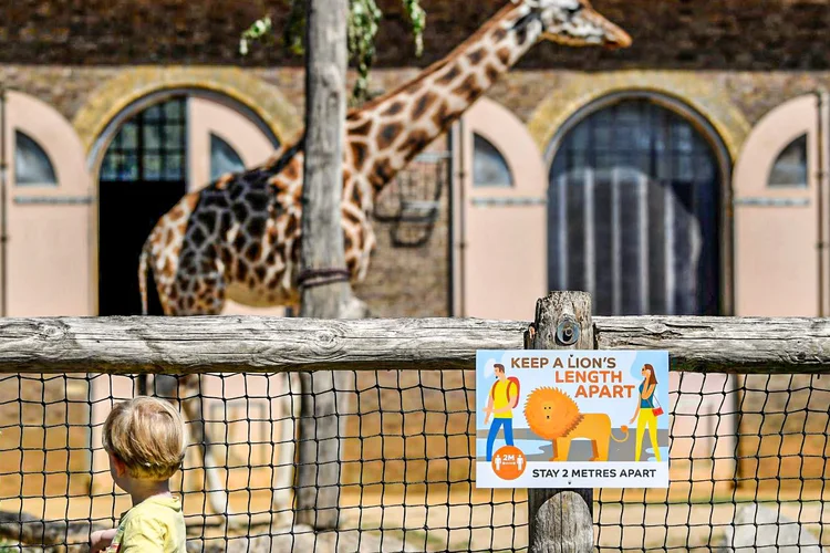 Zoológico: a atração adotou uma série de medidas, como limitar o número de visitantes e rotas de mão única (Toby Melville/Reuters)