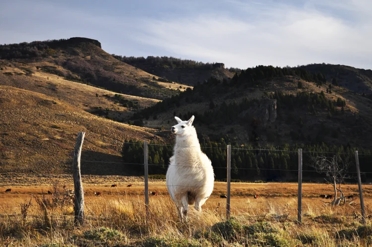 Alpacas: animais podem ter a resposta para imunidade (jopstock/Getty Images)