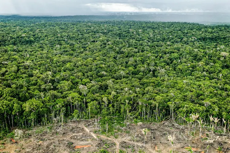 Amazônia: desmatamento aumentou (Per-Anders Pettersson/Getty Images)