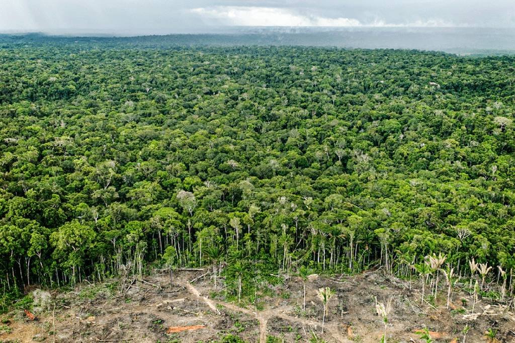 Desmatamento: perda de área verde, sobretudo na Floresta Amazônica, é a principal origem das emissões de gases de efeito estufa do país. (Per-Anders Pettersson/Getty Images)