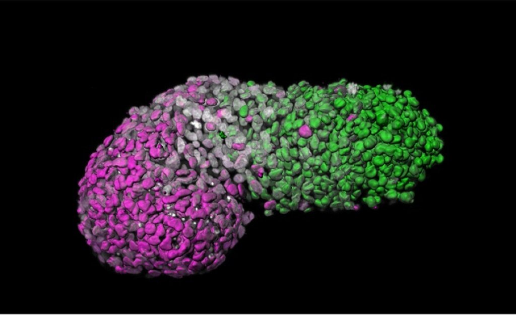 Cientistas criam modelo de embrião humano a partir de células-tronco