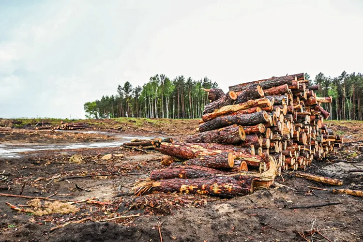 Meio Ambiente: Bradesco Asset Management vai criar um ranking para identificar as empresas de seu portfólio que mais investem de acordo com as melhores práticas ambientais, sociais e de governança (Michal Fludra/NurPhoto/Getty Images)