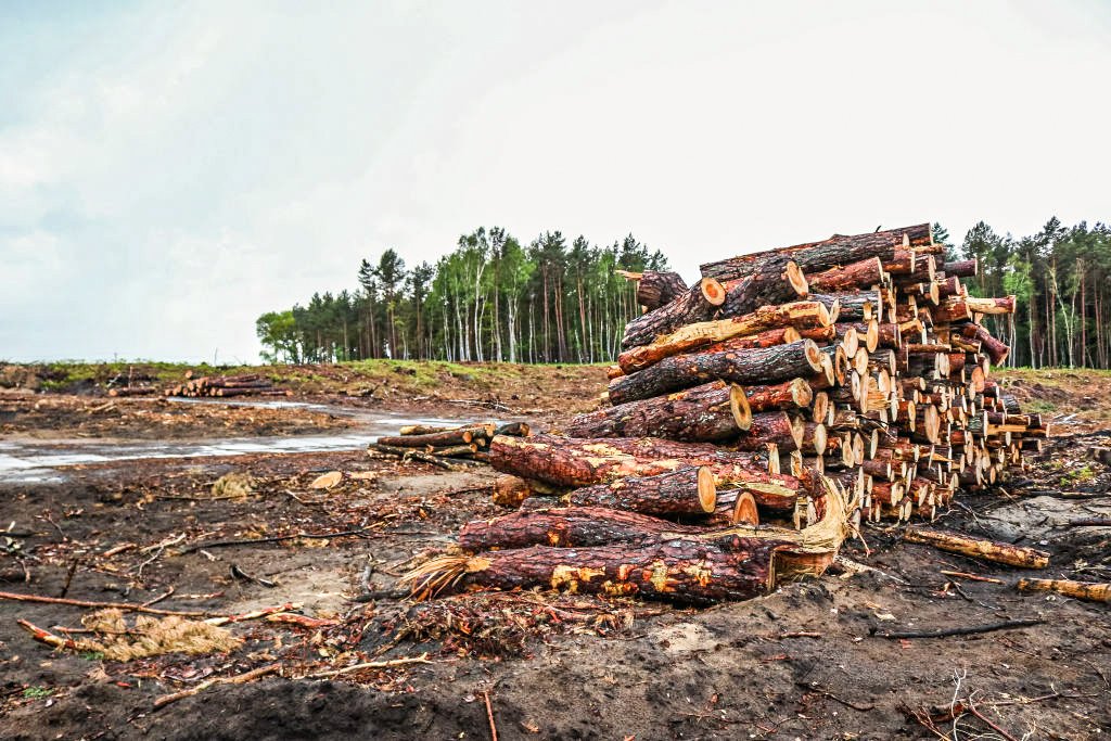 Desmatamento: Brasil tem visto um forte aumento no desmatamento sob o governo do presidente Jair Bolsonaro, com menos da metade dos inspetores florestais que tinha há uma década (Michal Fludra/NurPhoto/Getty Images)