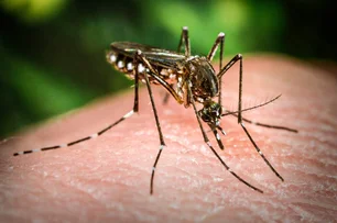 Imagem referente à matéria: Brasil inaugura maior biofábrica de 'mosquitos do bem' do mundo: 100 milhões por semana