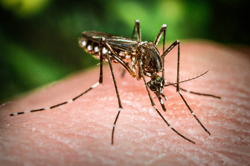 Aedes aegypti: a liberação dos mosquitos será feita durante 16 semanas (Getty Images/Smith Collection)