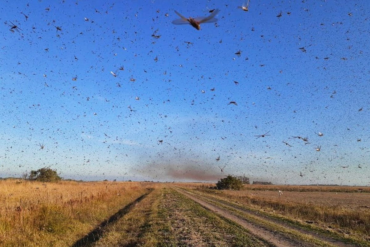 Nuvem de gafanhotos vinda da Argentina se aproxima do Brasil