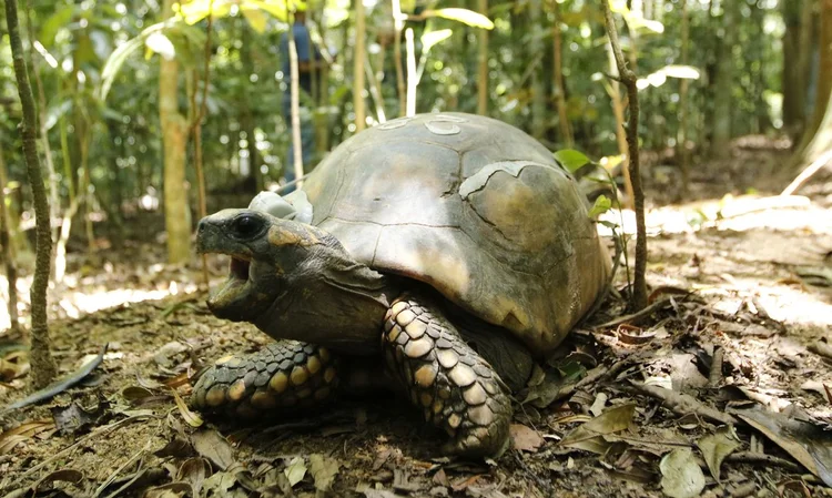 Unidades de conservação: o Parque Nacional da Tijuca foi o mais visitado em 2019 (Tomas Silva/Agência Brasil)