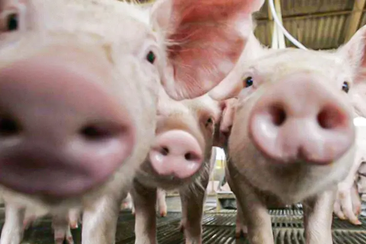 Fazenda de porcos: Alemanha é o terceiro maior fornecedor da China (Paulo Whitaker/Reuters)