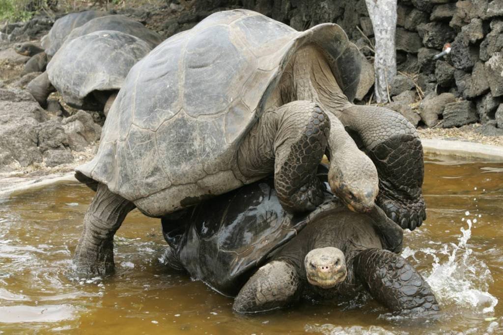 Tartarugas gigantes voltam para Galápagos após ajudarem a salvar espécie