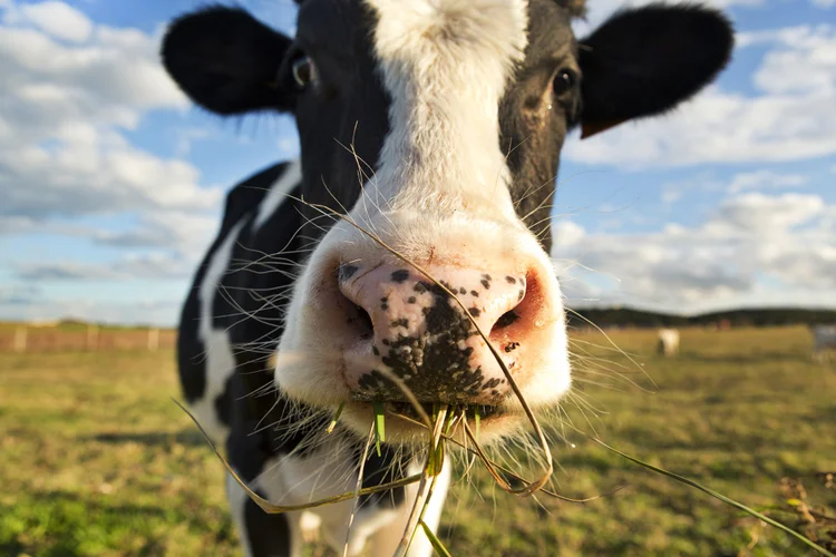 A dairy cow chewing grass in a field (Tony C French/Getty Images)