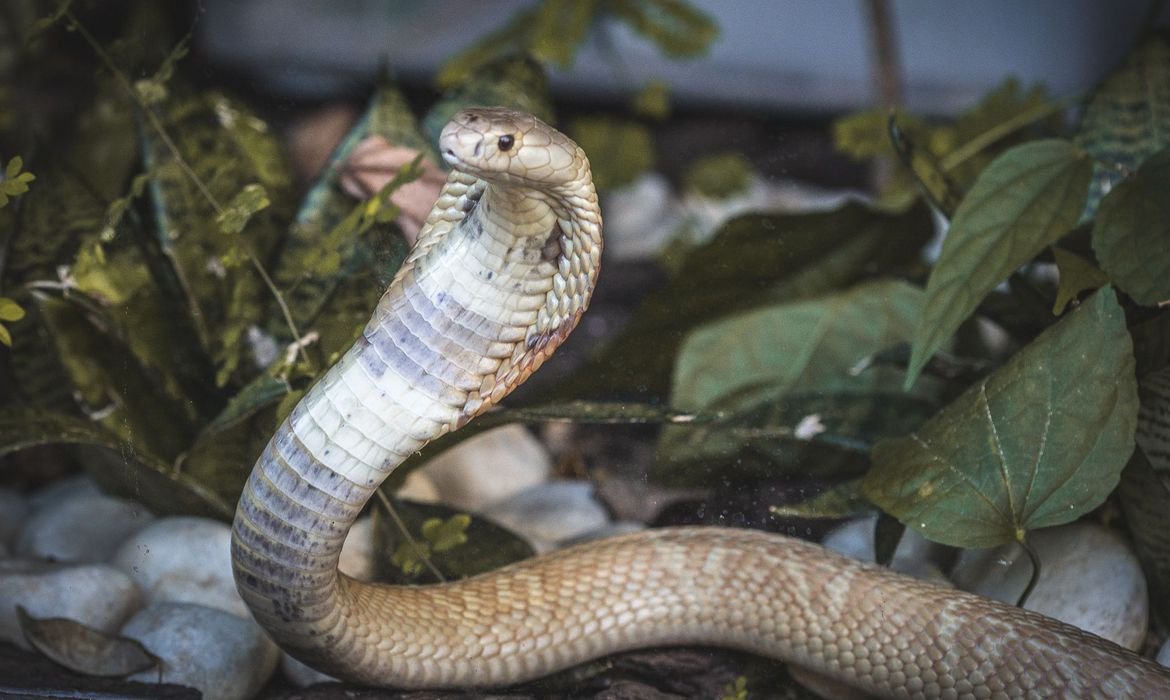 Homem picado por cobra naja é preso por suspeita de crime ambiental