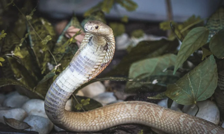 Cobra naja: homem picado foi multado em 61 mil reais pelo Ibama por maus-tratos e por manter serpentes nativas e exóticas em cativeiro sem autorização (Ivan Mattos/ Zoológico de Brasília/Agência Brasil)