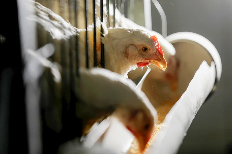 Frangos: empresas do setor de carnes do Brasil devem aumentar produção e exportações neste ano (Paulo Whitaker/Reuters)