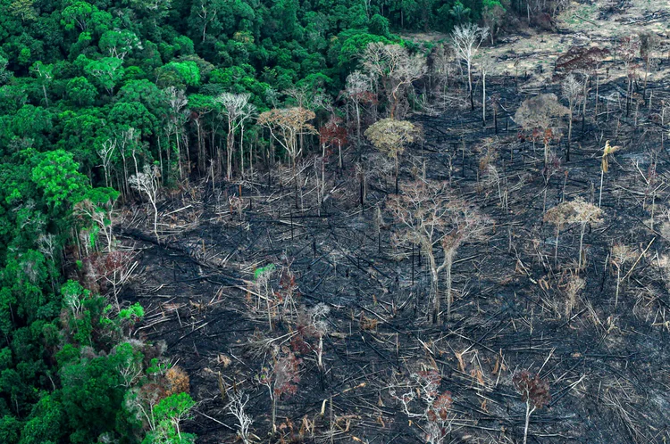 O Estado do Pará é o mais ameaçado pela derrubada da floresta, justamente onde será realizada a COP30 no Brasil (Ricardo Moraes/Reuters)