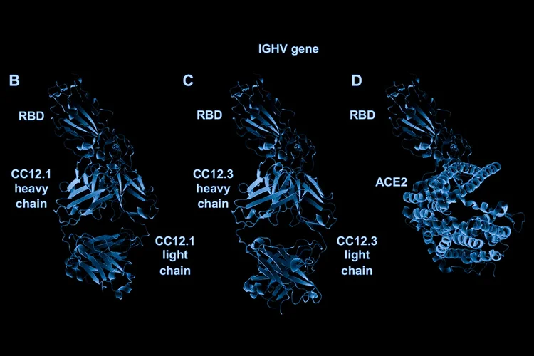 Anticorpo em 3D: descoberta pode ajudar a encontrar a vacina ideal (Science/Reprodução)