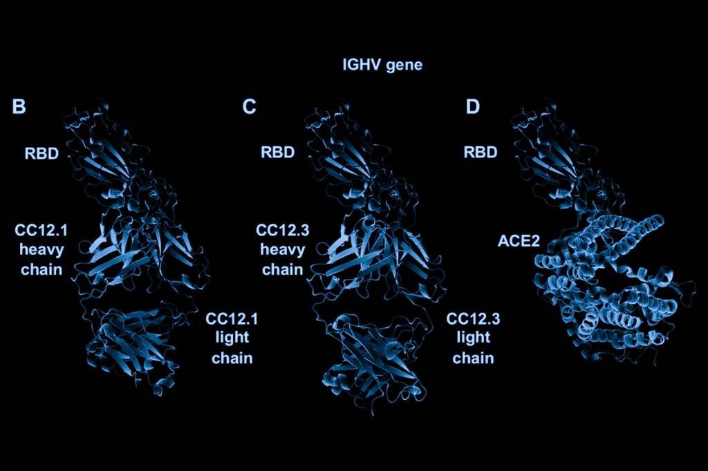 Estrutura 3D de anticorpo de coronavírus pode ser chave para vacina