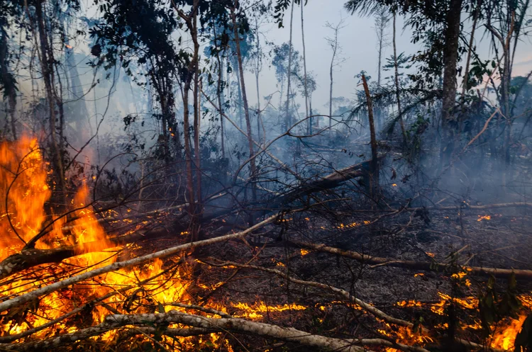 Amazônia: governo prepara um decreto para proibir por quatro meses as queimadas legais na região da Amazônia e do Pantanal (Gustavo Basso/Getty Images)