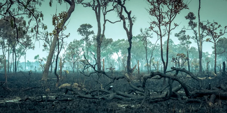 Amazônia: material elaborado pelo Bradesco, Itaú Unibanco e Santander inclui dez medidas sobre conservação ambiental e desenvolvimento da bioeconomia (Getty Images/Getty Images)