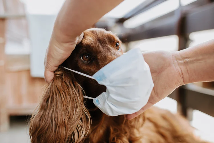 Cachorros: animais correm mais risco de se infectar com covid-19 do que gatos (sestovic/Getty Images)