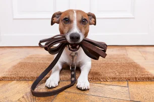 O condomínio pode me impedir de passear com o meu cachorro nas áreas comuns?
