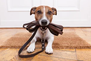 Imagem referente à matéria: O condomínio pode me impedir de passear com o meu cachorro nas áreas comuns?