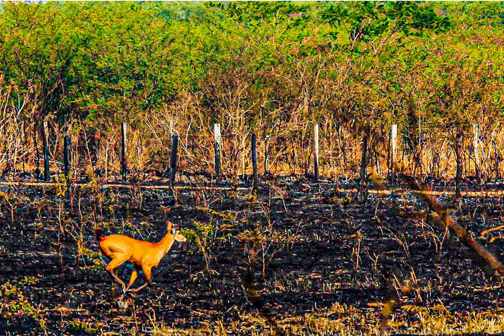 Forças Armadas atuam no combate aos incêndios que devastam o Pantanal