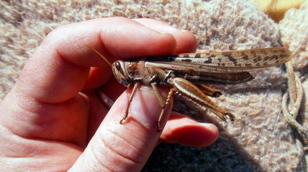 Cientistas descobrem inseto do tamanho de um carro, o maior que já existiu