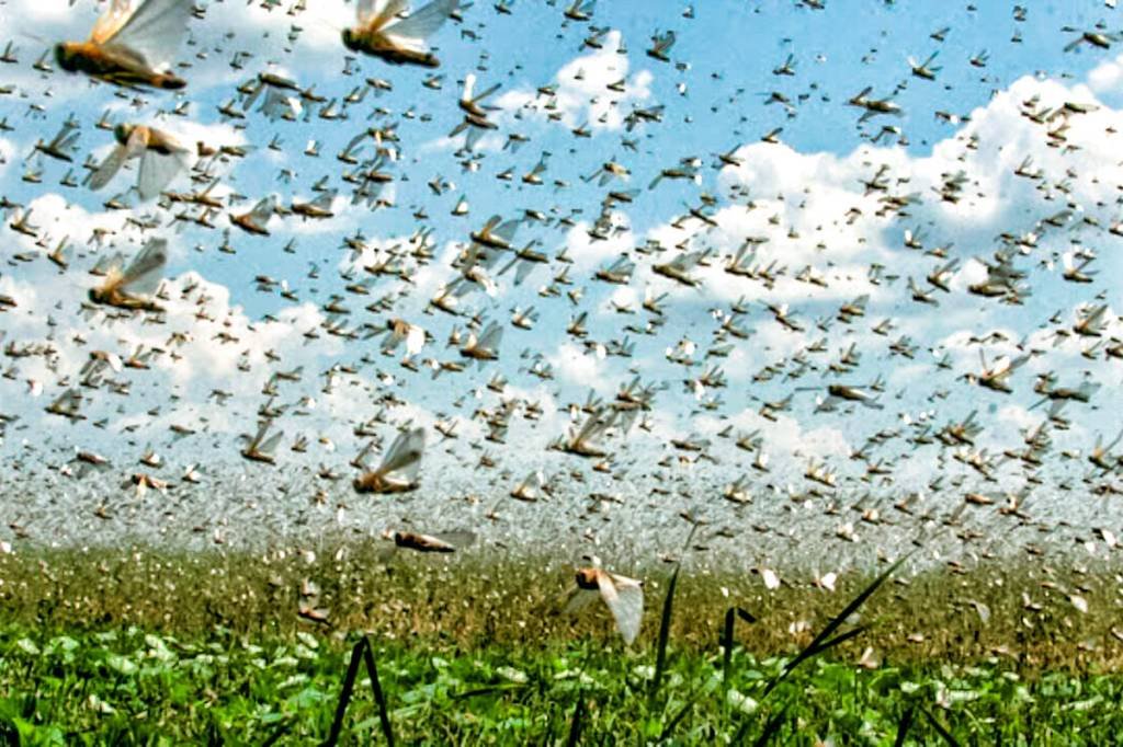 Nuvem de gafanhoto: insetos ressurgem no Rio Grande do Sul e atacam mata nativa (divulgação/Divulgação)