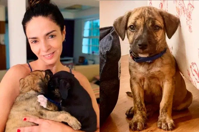 ONG acusa atriz de devolver cachorros após destruição de sala de estar