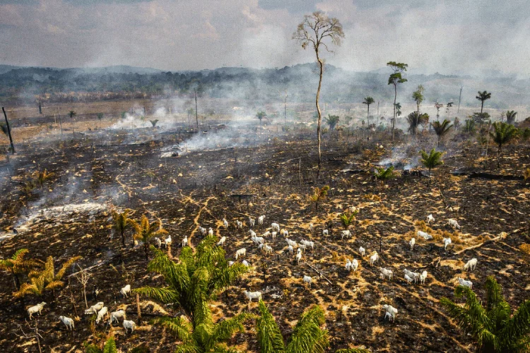 Amazônia: 97,4 mil propriedades terão suas informações analisadas para receber escritura definitiva (Gustavo Basso/Getty Images)